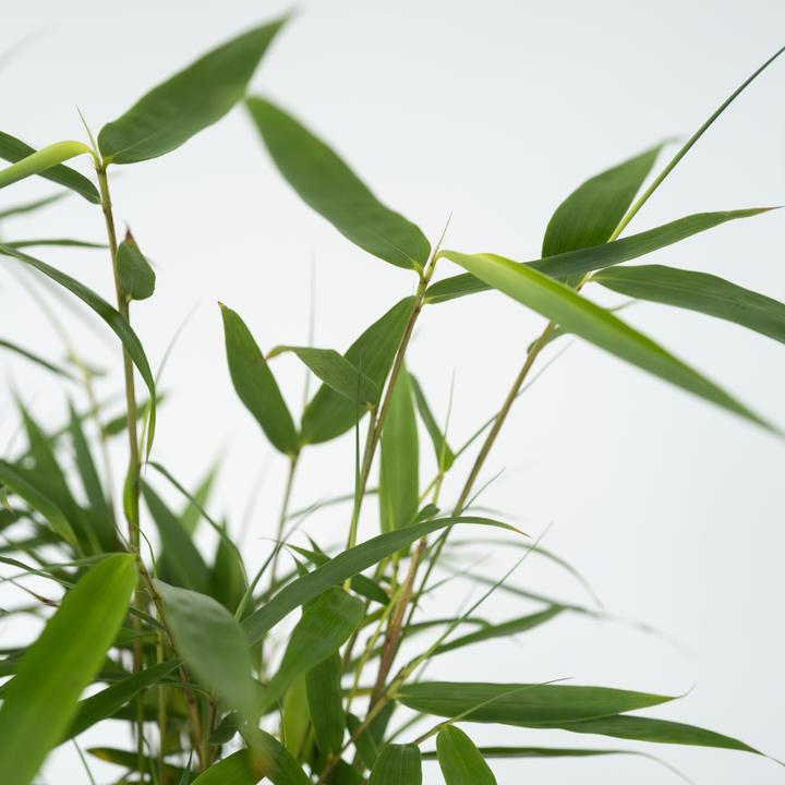 Image du produit Plant in a Box Fargesia scabrida Asian Wonder - Lot de 6 bambous asiatiques miraculeux (25 cm)