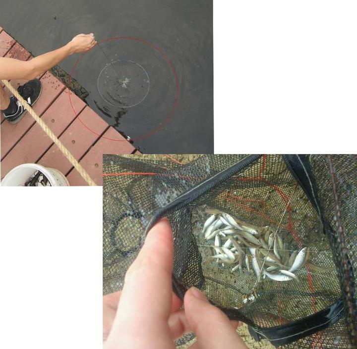 Actual product image JTI Folding fishing net with 6 openings