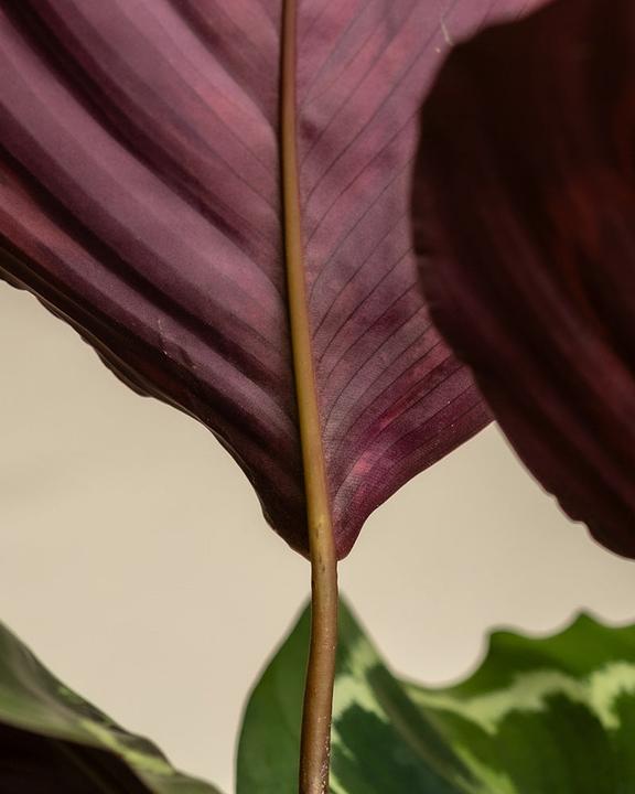 Produktbild feey Grosse Calathea Roseopicta (65 cm, Frisch umgetopft, Tierfreundlich)