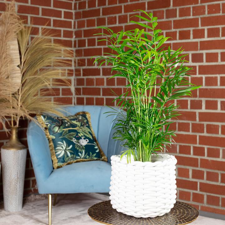 Produktbild Flowerbox Bergpalme - Chamaedorea elegans (55 cm)