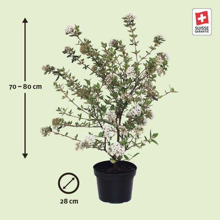 Produktbild Zulauf Oster-Schneeball / Viburnum burkwoodii (80 cm)