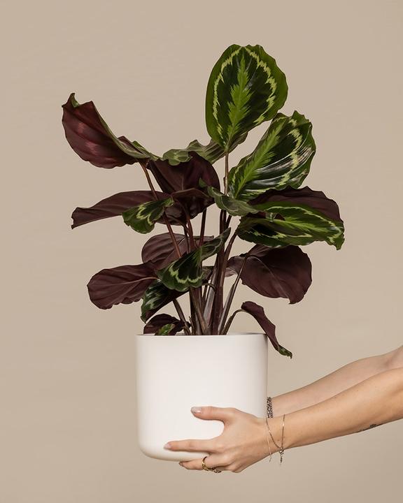 Produktbild feey Grosse Calathea Roseopicta (65 cm, Frisch umgetopft, Tierfreundlich)