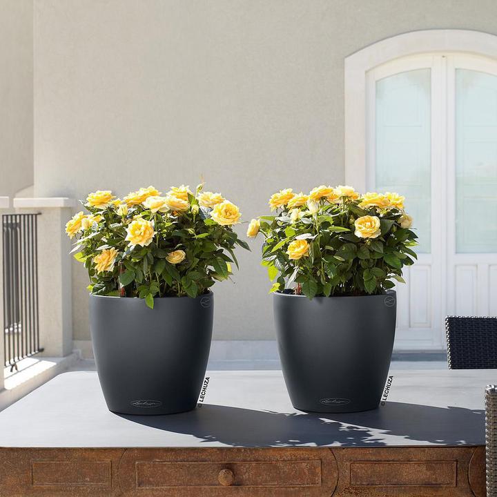 Immagine prodotto Lechuza Colore Classico (21.50 cm)