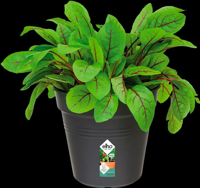 Image du produit Elho Green Basics (19 cm)