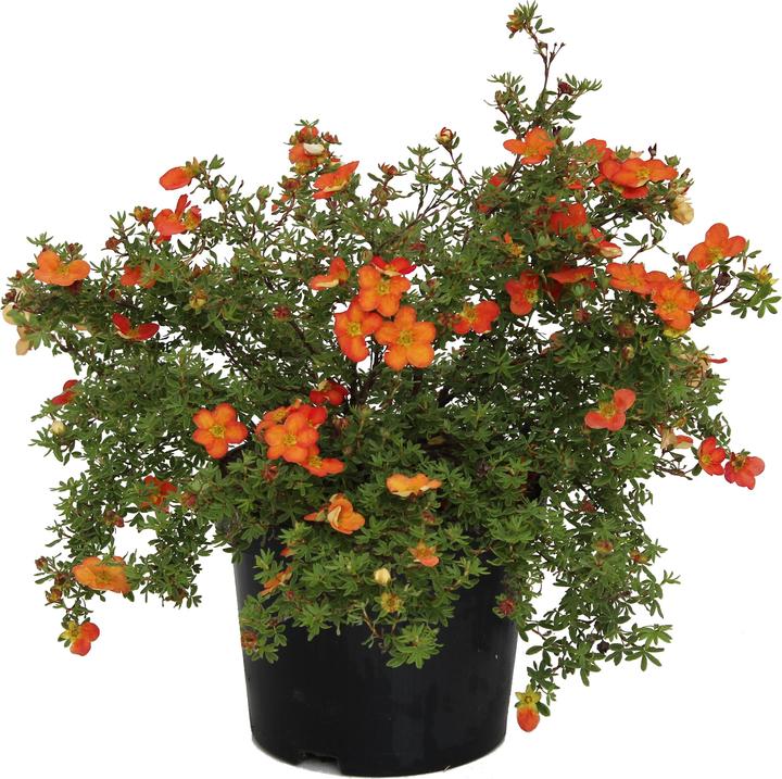 Produktbild Zulauf Fingerstrauch / Potentilla fruticosa 'Red Robin' (30 cm)