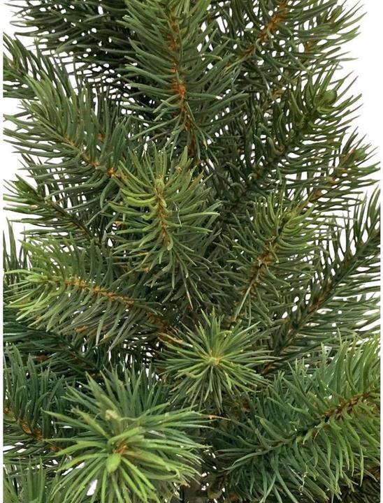 Actual product image Botanic-Haus Fir tree in pot