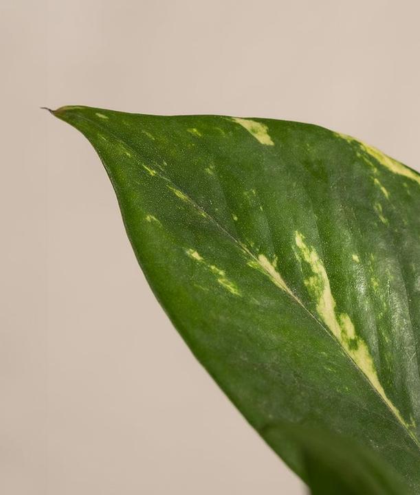 Immagine prodotto feey L'edera (25 cm, Appena rinvasata)