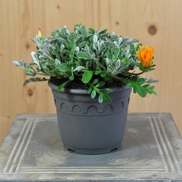 Actual product image Säntispracht Set of 3, Midday Gold - Gazania Cultivars Sun Stopper Orange (25 cm)
