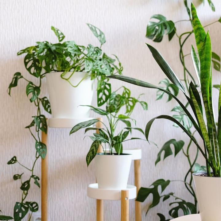 Produktbild Hermex Blumenständer Pflanzen Ständer Regal Halter Treppe Gestell Blumentisch