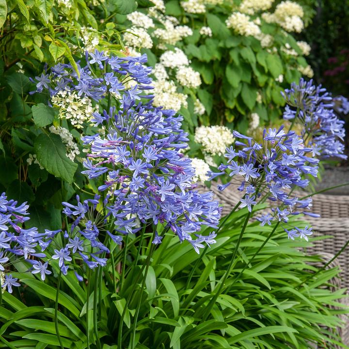 Actual product image Plant in a Box Agapanthus - set of 6 (10 cm)