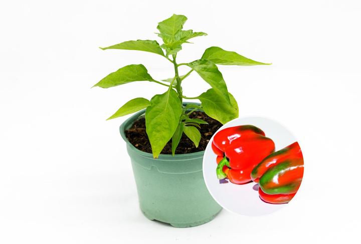 Produktbild Zollinger Bio Setzling, Peperoni, Rosso d'Asti (80 cm)