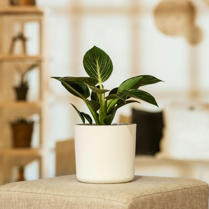 Actual product image Plant in a Box Philodendron 'White Wave' - Set of 2 White Wave (25 cm)