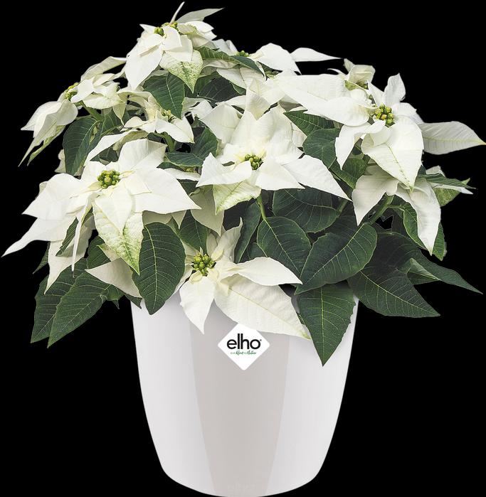 Actual product image Elho Brussels Diamond (14 cm)