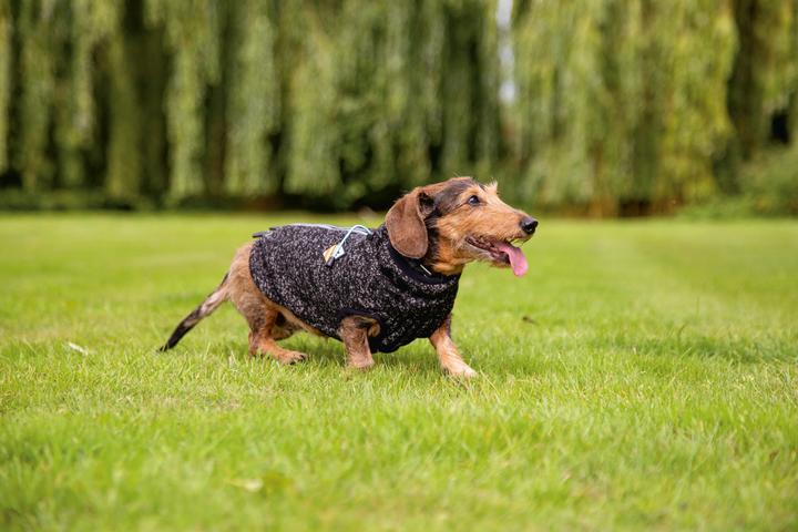 Produktbild Beeztees Hundepullover Celia (40, Hundepullover)