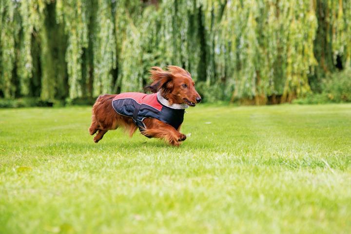 Produktbild Beeztees Hundemantel Saby (XXS, Hundemantel)