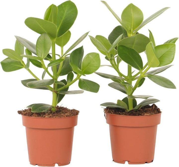 Actual product image Plant in a Box Clusia rosea Princess - Set of 2 (25 cm)