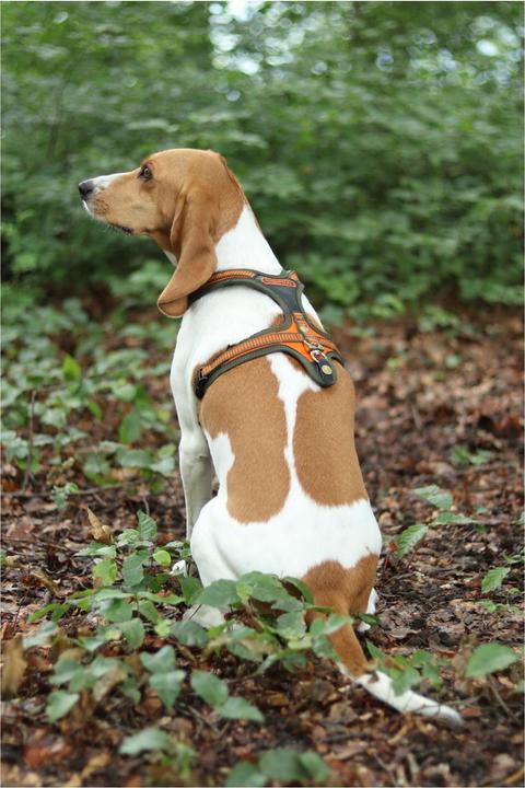 Produktbild Niggeloh Hundeführgeschirr Follow (L, Hund, Allgemein)