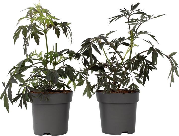 Produktbild Plant in a Box Sambucus nigra 'Black Lace' - 4er Set Holunder (25 cm)