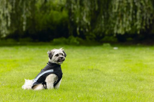 Produktbild Beeztees Hundemantel Saby (XXS, Hundemantel)