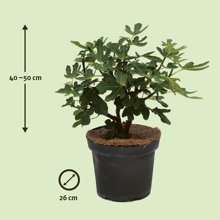 Actual product image Zulauf Fig tree / Ficus carica Rouge Bordeaux (60 cm)