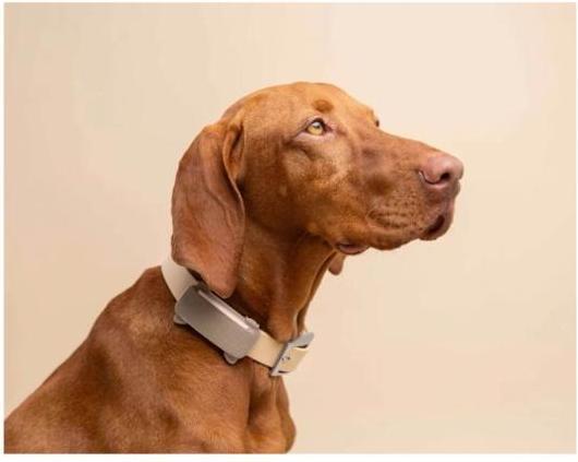 Actual product image Tractive GPS Tracker Dog 6 (Dog)