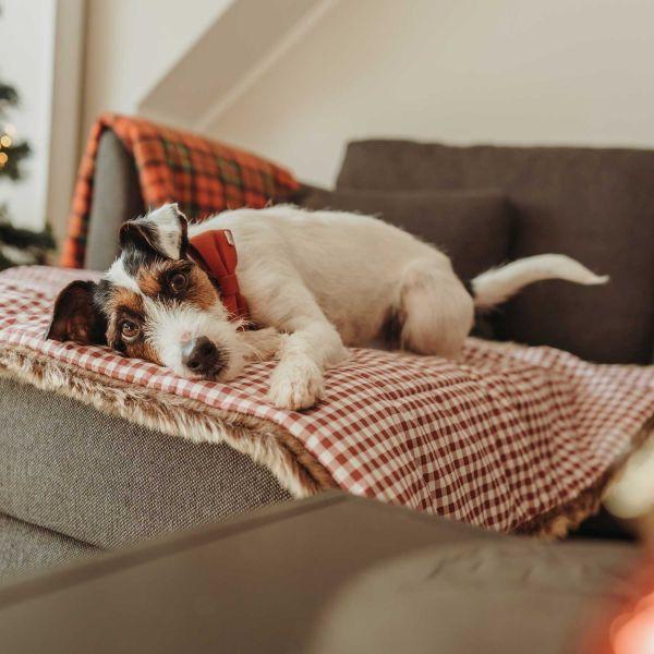 Actual product image Hunter Dog blanket Astana with fur imitation (Dog)