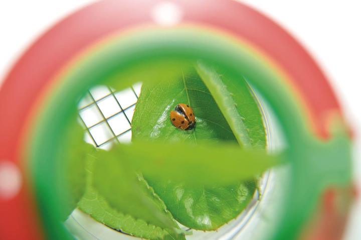 Immagine prodotto Eddy Toys Bicchiere per insetti con lente d'ingrandimento