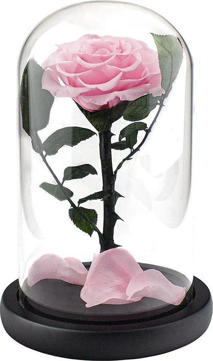 Actual product image JTI Large rose in a glass bell jar - Pink (Dried flowers)