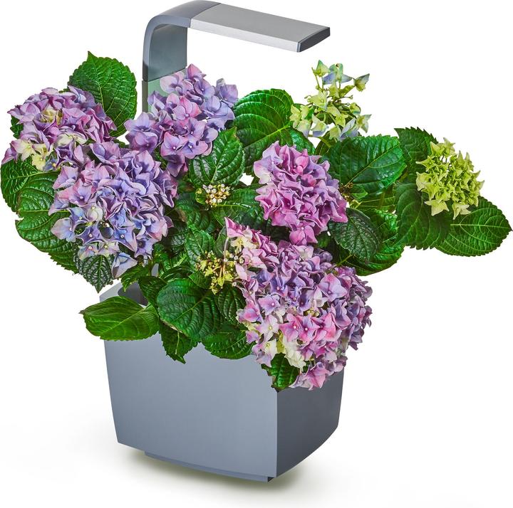 Actual product image Tregren Herb pot T3 (19.50 cm)
