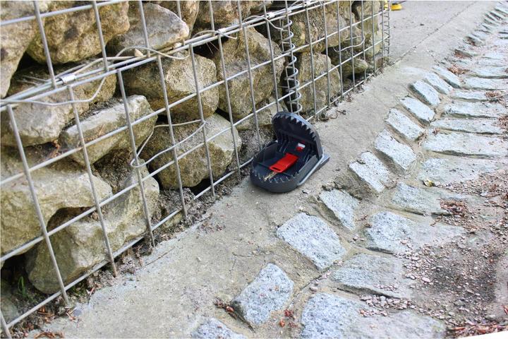Produktbild Super Cat Rattenfalle PRO SuperCat 1er
