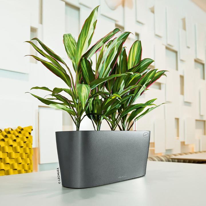 Image du produit Lechuza Delta (11 cm)