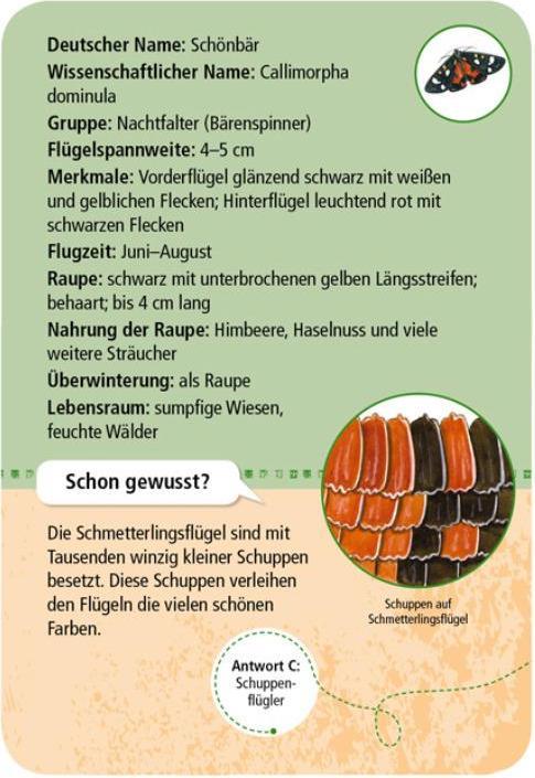 Actual product image 50 native butterflies (German)