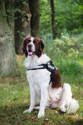 Actual product image Julius-K9 Idc (2, Dog, Dog sport, Jogging, Walks, Work)