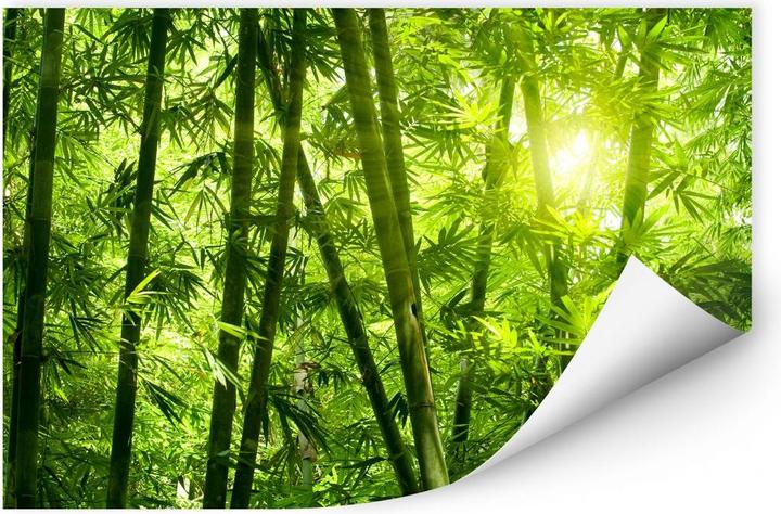 Immagine prodotto Trenddeko Sole nella foresta di bambù (60 x 40 cm)