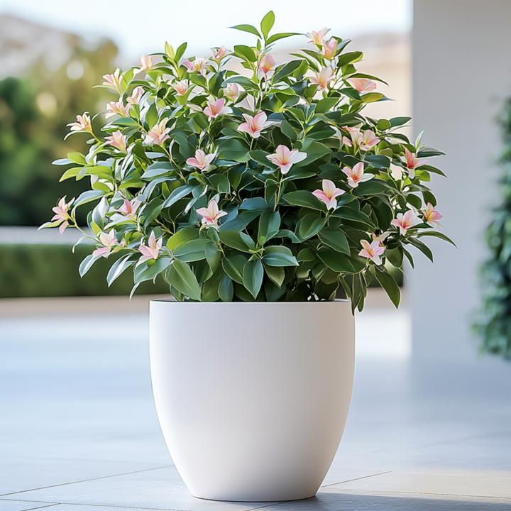 Actual product image Plant in a Box Jasminum x stephanense 'Starry Starry Summer Scent' - set of 3 jasmines (25 cm)