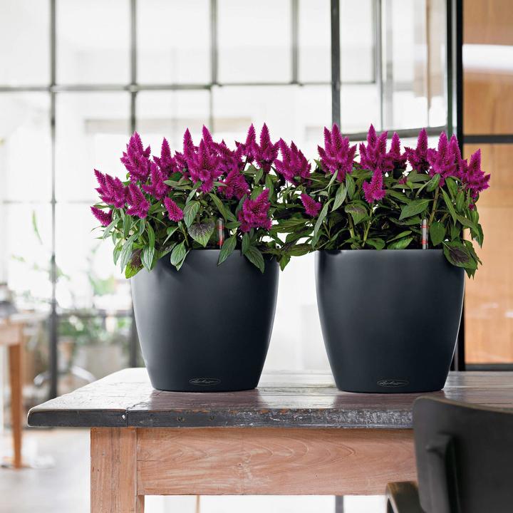 Image du produit Lechuza CLASSICO Couleur 18 (19 cm)
