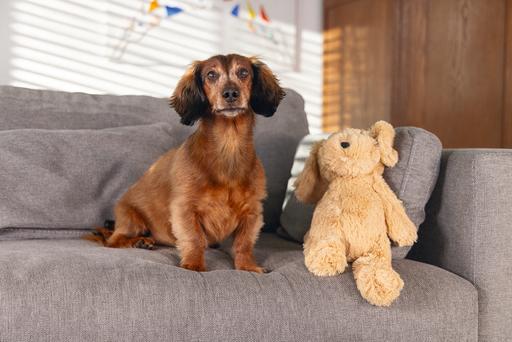 Actual product image Beeztees Vajen (Plush toy dog)