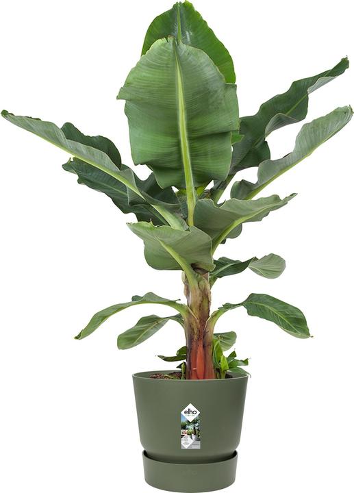 Immagine prodotto Elho Greenville (47 cm)