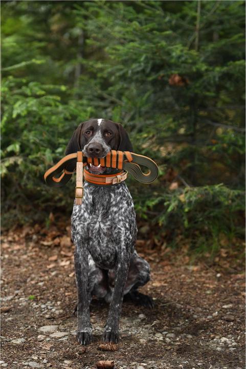 Actual product image Niggeloh Welding belt 20 mm (One size, Dog, Dog sport)