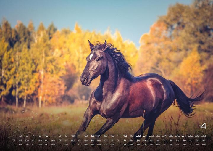 Produktbild Pferdegeflüster - Der Pferdekalender - (Deutsch)