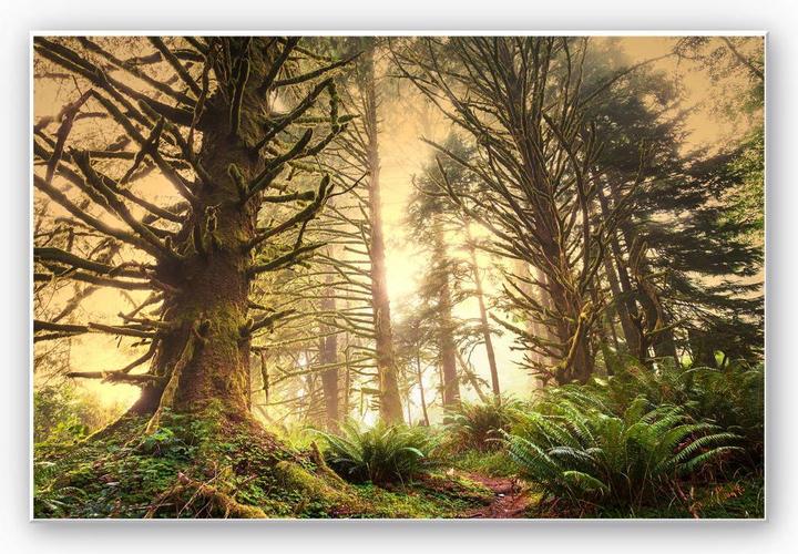 Actual product image Trenddeko Enchanted Forest (60 x 40 cm)