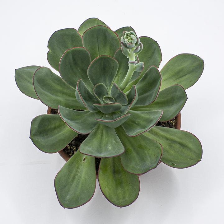 Image du produit Kakteen Gautschi Echeveria gigante verde (25 cm)