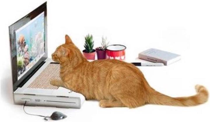 Image du produit Suck UK Ordinateur portable (Jouet d'occupation chat, Jouet à gratter chat)