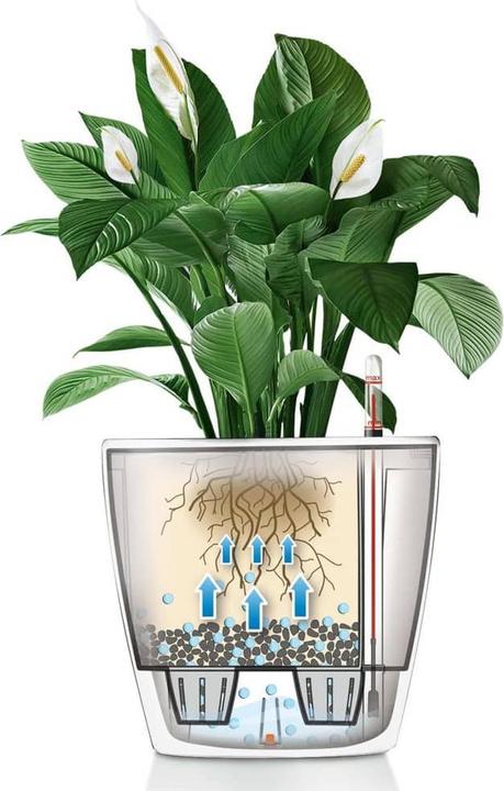 Immagine prodotto Lechuza Classico (36 cm)