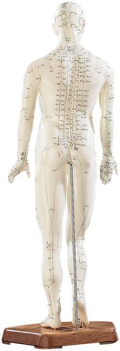 Actual product image Newgen medicals Acupuncture model man