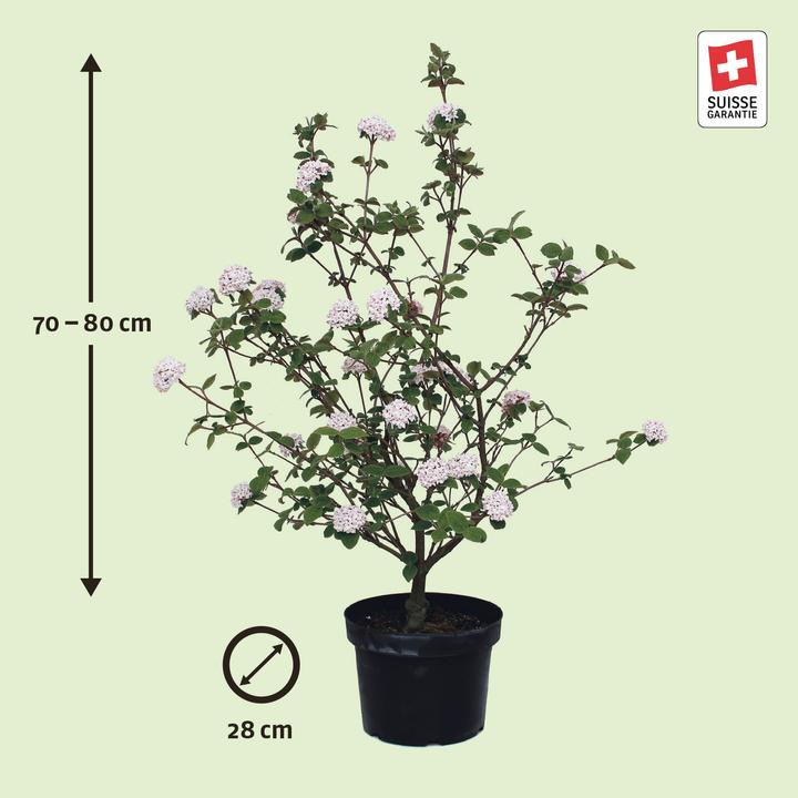Produktbild Zulauf Koreanischer Duft-Schneeball / Viburnum carlesii 'Aurora' (80 cm)