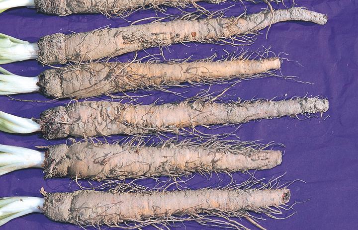 Actual product image Zollinger Bio Oat Root (Salsify) (Seedlings)