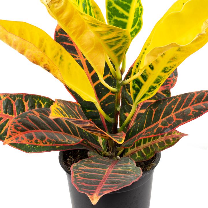 Immagine prodotto Flowerbox Arbusto miracoloso "Petra" - Codiaeum Petra (20 cm)