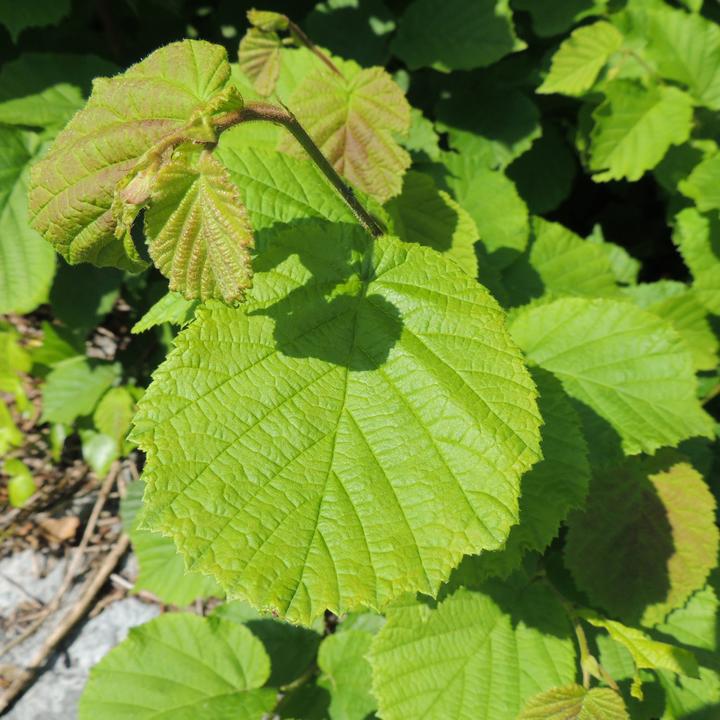 Produktbild Zulauf Haselnussstrauch / Corylus avellana (100 cm)