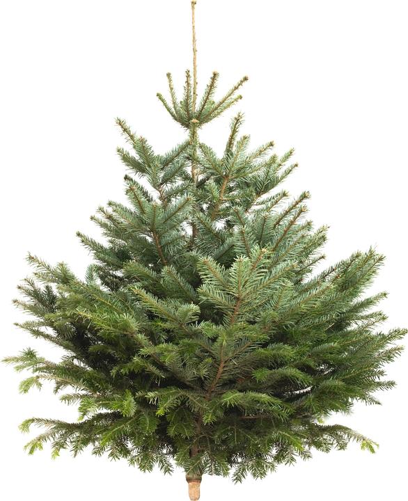 Produktbild Fresca-Plant Nordmanntanne (150 cm)
